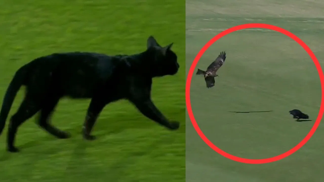 Watch: Black Cat interrupts play in PAK vs NZ Tri-series final, gets attacked by kite