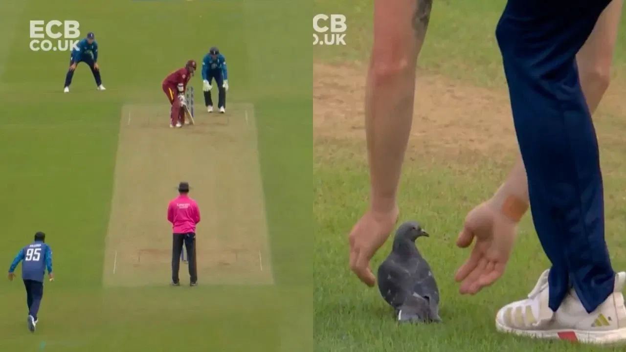 Watch: Matthew Potts rushes to pigeon’s aid after it gets smashed as chaos unfolds in ENG vs WI 3rd ODI