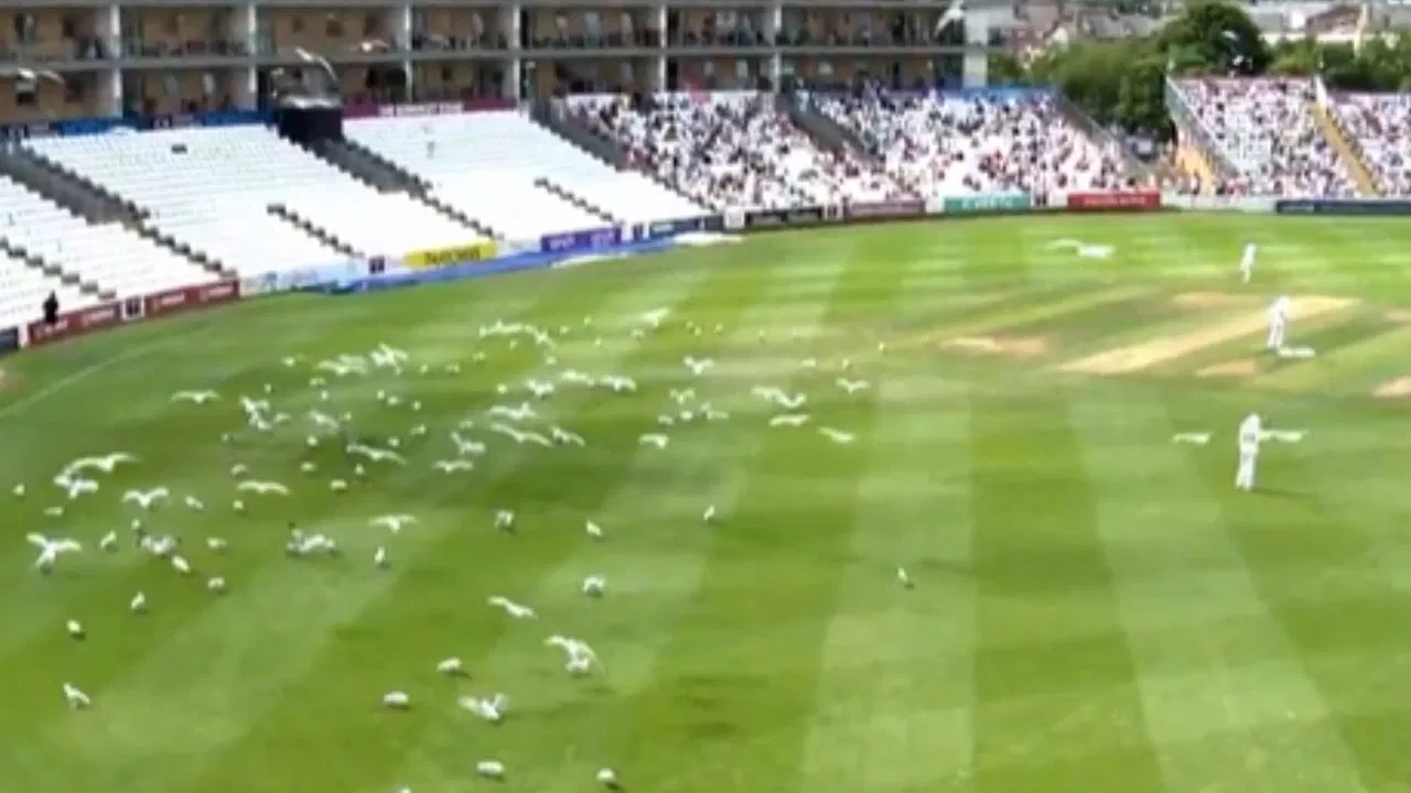 Watch: Somerset vs Nottinghamshire County Championship game halted after Seagull army takes over ground