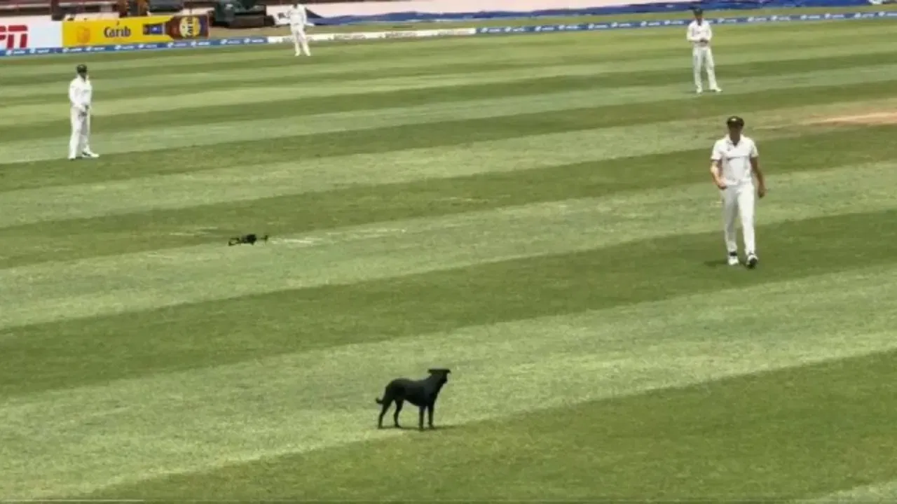 Watch: Dog Stops Play! Drone bizarrely chases canine off the field during West Indies vs Australia 2nd Test